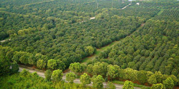 珠海花卉苗圃基地位置,苗圃基地