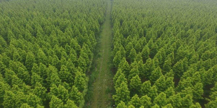 广东园林苗圃基地哪家好,苗圃基地