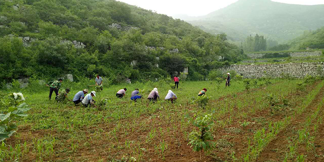 宁夏无添加月子米多少钱,月子米