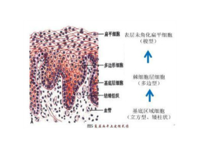 上海品质好的糖原染色试剂盒哪里买,糖原染色试剂盒