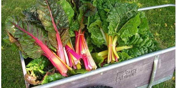 昆明多功能生物菌肥,生物菌肥